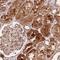 RFXK antibody, NBP2-13225, Novus Biologicals, Immunohistochemistry paraffin image 
