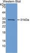 Calbindin 1 antibody, LS-C298571, Lifespan Biosciences, Western Blot image 