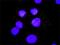 SHC Adaptor Protein 1 antibody, H00006464-M01, Novus Biologicals, Proximity Ligation Assay image 