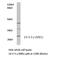 Tyrosine 3-Monooxygenase/Tryptophan 5-Monooxygenase Activation Protein Gamma antibody, LS-C177031, Lifespan Biosciences, Western Blot image 