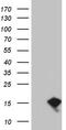 Eukaryotic Translation Initiation Factor 4E Binding Protein 3 antibody, CF811912, Origene, Western Blot image 