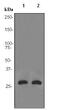 Aquaporin 5 antibody, ab92320, Abcam, Western Blot image 