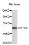 KIT Ligand antibody, abx125169, Abbexa, Western Blot image 