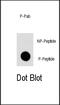 Autophagy Related 16 Like 1 antibody, MBS9205635, MyBioSource, Dot Blot image 