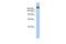 Contactin Associated Protein Like 4 antibody, A10926, Boster Biological Technology, Western Blot image 