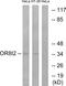 Olfactory Receptor Family 8 Subfamily I Member 2 antibody, PA5-39678, Invitrogen Antibodies, Western Blot image 