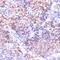 Protein Kinase AMP-Activated Catalytic Subunit Alpha 1 antibody, 16-698, ProSci, Immunohistochemistry frozen image 