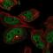 Myosin XVIIIB antibody, PA5-51491, Invitrogen Antibodies, Immunofluorescence image 