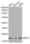 BCL2 Binding Component 3 antibody, abx002105, Abbexa, Western Blot image 