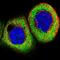 Potassium Channel Tetramerization Domain Containing 21 antibody, NBP1-81563, Novus Biologicals, Immunocytochemistry image 