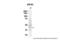 Eukaryotic Translation Initiation Factor 3 Subunit H antibody, PA5-43574, Invitrogen Antibodies, Western Blot image 