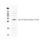 Interleukin 17F antibody, PA5-79476, Invitrogen Antibodies, Western Blot image 