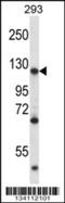 Matrin 3 antibody, 57-559, ProSci, Western Blot image 