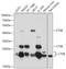Cathepsin B antibody, 13-341, ProSci, Western Blot image 