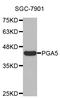 Pepsin A antibody, STJ110343, St John