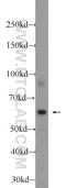Protein Tyrosine Phosphatase Non-Receptor Type 6 antibody, 24546-1-AP, Proteintech Group, Western Blot image 