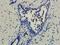 Keratin 7 antibody, GTX37442, GeneTex, Immunohistochemistry paraffin image 