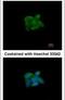 Sulfite Oxidase antibody, PA5-21705, Invitrogen Antibodies, Immunofluorescence image 