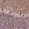 Transcription Factor 20 antibody, NBP2-31968, Novus Biologicals, Immunohistochemistry frozen image 