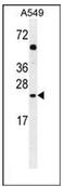 Putative golgin subfamily A member 2B antibody, AP51889PU-N, Origene, Western Blot image 