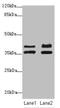 IKBKB Interacting Protein antibody, LS-C675885, Lifespan Biosciences, Western Blot image 