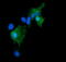 Growth Arrest And DNA Damage Inducible Gamma antibody, M04681, Boster Biological Technology, Immunofluorescence image 