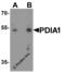 Prolyl 4-Hydroxylase Subunit Beta antibody, 8213, ProSci, Western Blot image 