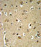 Sprouty RTK Signaling Antagonist 4 antibody, LS-C161477, Lifespan Biosciences, Immunohistochemistry frozen image 