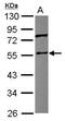 Coronin 1C antibody, GTX115727, GeneTex, Western Blot image 