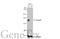 Bromodomain And PHD Finger Containing 1 antibody, GTX102778, GeneTex, Western Blot image 