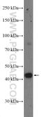 Kelch Domain Containing 1 antibody, 27277-1-AP, Proteintech Group, Western Blot image 