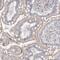 SH3 Domain Binding Protein 4 antibody, NBP2-38352, Novus Biologicals, Immunohistochemistry frozen image 