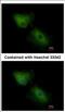 C-X-C Motif Chemokine Ligand 16 antibody, NBP2-16042, Novus Biologicals, Immunocytochemistry image 