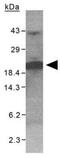 G antigen family D member 2 antibody, GTX30362, GeneTex, Western Blot image 
