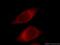 NODAL Modulator 1 antibody, 17792-1-AP, Proteintech Group, Immunofluorescence image 