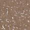 Purinergic Receptor P2X 7 antibody, NBP1-82738, Novus Biologicals, Immunohistochemistry frozen image 