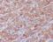 Paxillin antibody, M01033, Boster Biological Technology, Immunohistochemistry frozen image 