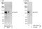 Nitric Oxide Synthase 3 antibody, A301-901A, Bethyl Labs, Immunoprecipitation image 