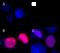 Histone H3.1 Phospho (Ser28) antibody, 641015, BioLegend, Immunocytochemistry image 