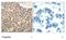 Histone Deacetylase 4 antibody, NBP1-04967, Novus Biologicals, Immunohistochemistry frozen image 