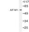 Apoptosis Inducing Factor Mitochondria Associated 1 antibody, LS-C176970, Lifespan Biosciences, Western Blot image 