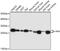 Adenylate Kinase 4 antibody, 18-467, ProSci, Immunohistochemistry paraffin image 