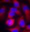 Pro-Apoptotic WT1 Regulator antibody, orb214360, Biorbyt, Immunofluorescence image 