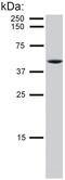 Keratin 8 antibody, MA1-19035, Invitrogen Antibodies, Western Blot image 