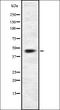 5T4 antibody, orb337246, Biorbyt, Western Blot image 