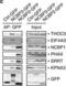 Karyopherin Subunit Alpha 3 antibody, NB100-81650, Novus Biologicals, Western Blot image 