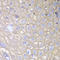 Annexin A1 antibody, LS-C331269, Lifespan Biosciences, Immunohistochemistry frozen image 