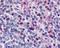 Avidin antibody, GTX19507, GeneTex, Immunohistochemistry frozen image 