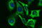 UDP-GlcNAc:BetaGal Beta-1,3-N-Acetylglucosaminyltransferase 2 antibody, M09524-1, Boster Biological Technology, Immunofluorescence image 