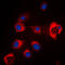 Solute Carrier Family 39 Member 7 antibody, LS-C353024, Lifespan Biosciences, Immunofluorescence image 